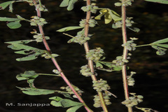 Indigofera tirunelvelica